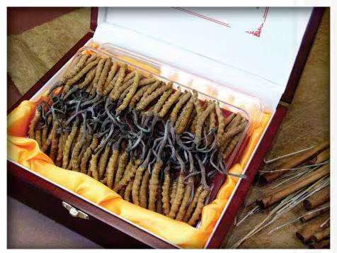 彰武冬虫夏草回收